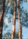 Tall Trees with Peeling Barks