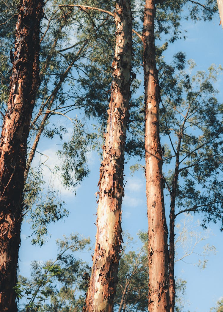 Tall Trees With Peeling Barks 