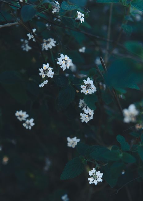 A serene close-up of blooming white wildflowers nestled among lush green leaves.