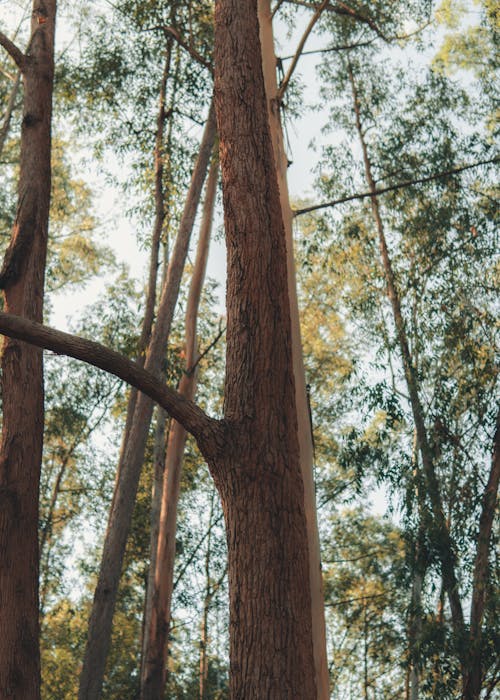 бесплатная Бесплатное стоковое фото с вертикальный выстрел, ветвь, деревья Стоковое фото