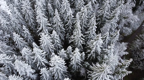 Fotos de stock gratuitas de arboles, clima frío, cubierto de nieve