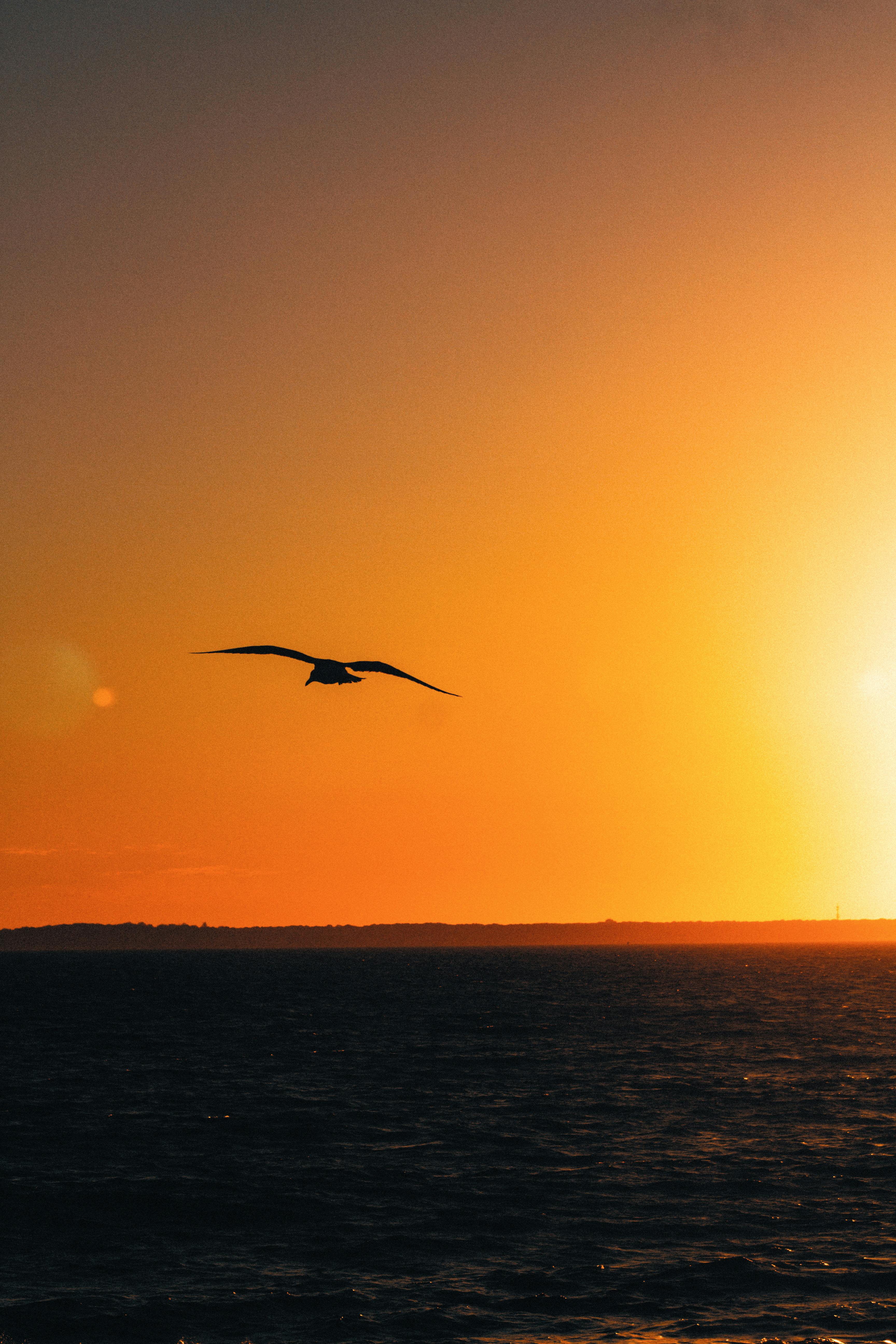 A picturesque sunset image with a bird silhouette flying over the ocean.