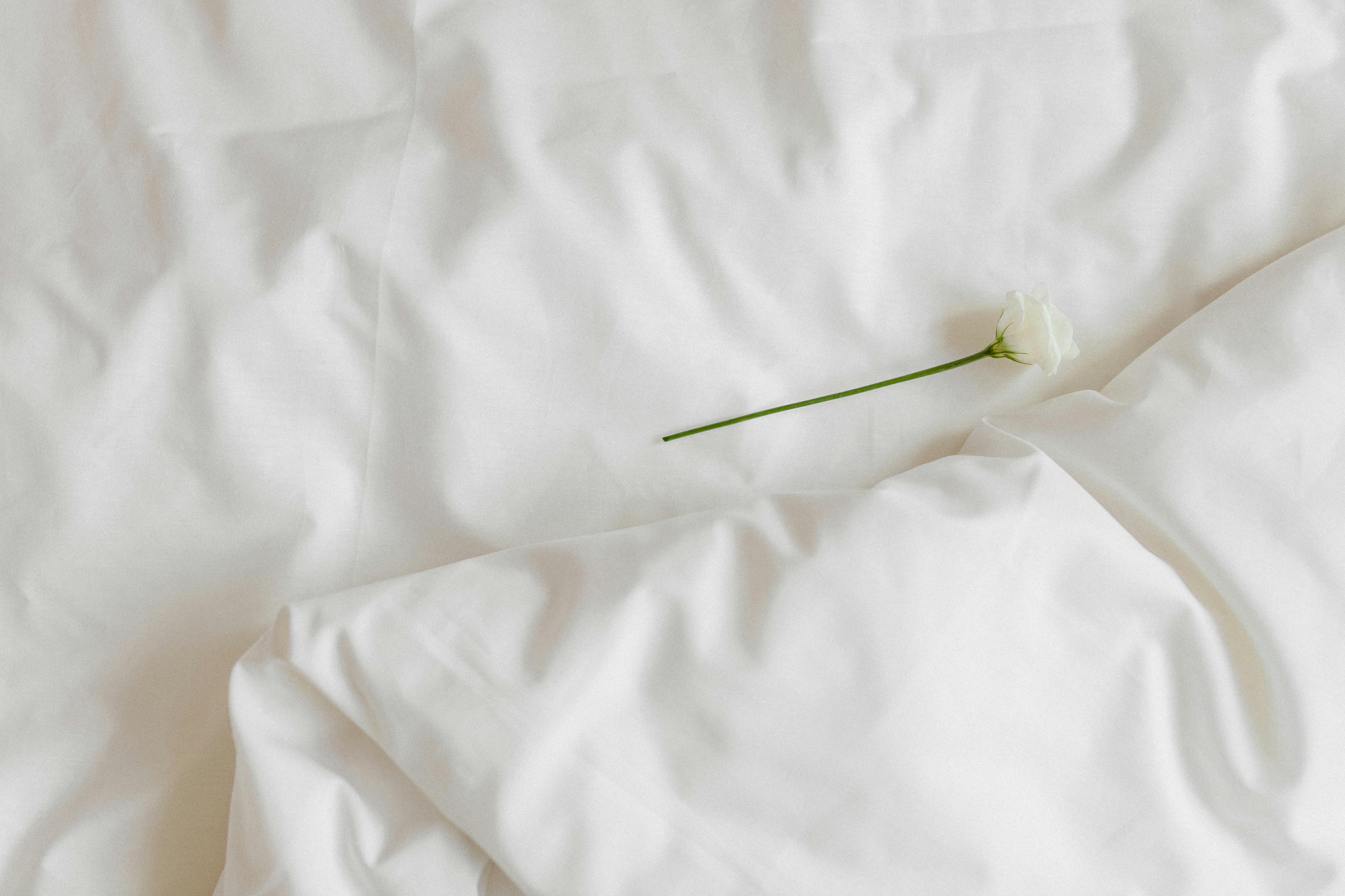Delicate white rose placed on subtle white fabric for a minimalist and serene composition.