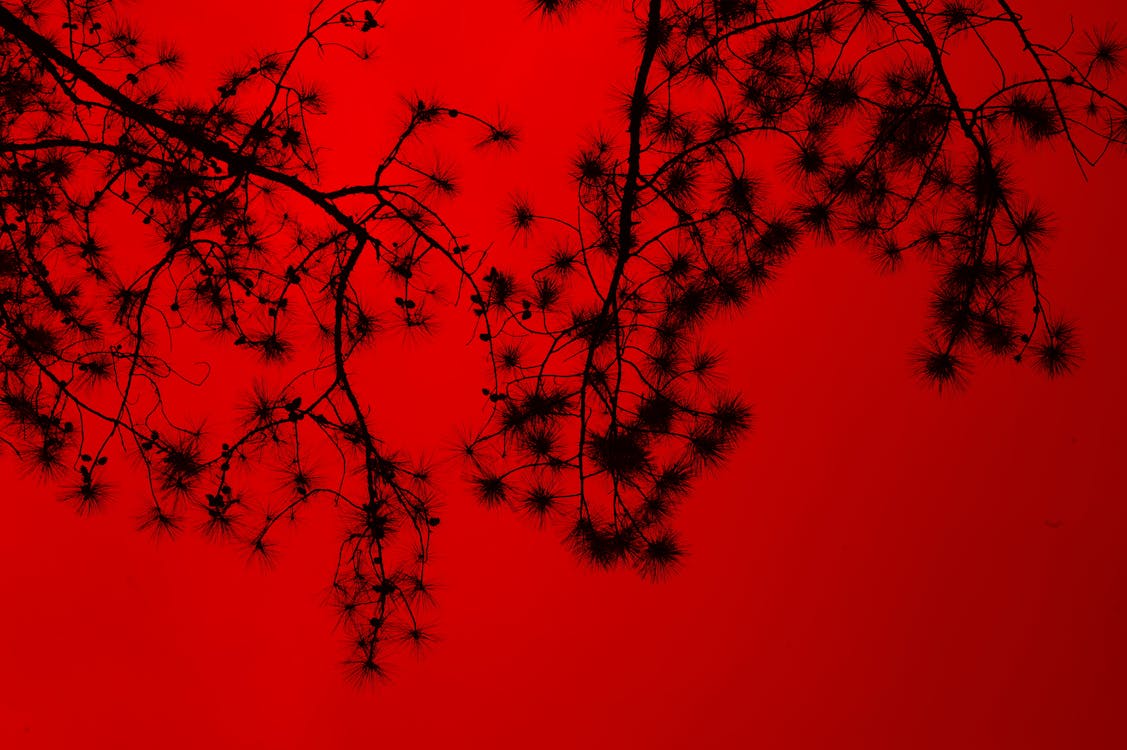 Silhouette Of Tree Branches