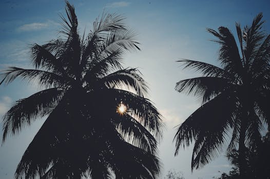 Low Angle Photography of Coconut Tree · Free Stock Photo