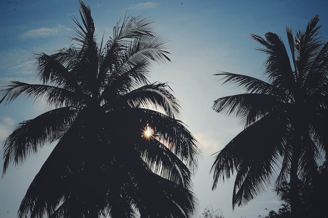 Gratis lagerfoto af eksotisk, himmel, kokostræer