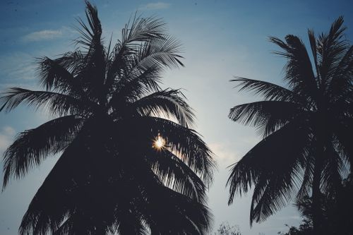Free Beautiful silhouette of palm trees with the sunset sky in the background, perfect for tropical and relaxation themes. Stock Photo