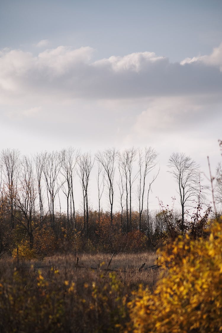 Naked Trees By Autumn Field