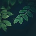 Nettle & Vine avatar, green leaves — photo by Min An on Pexels
