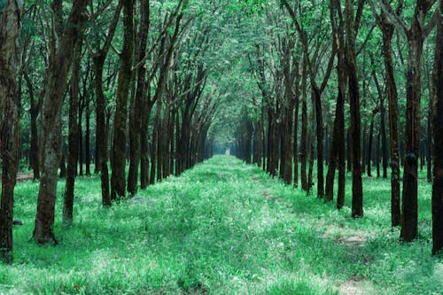 무료 나무 가운데 잔디 통로 스톡 사진