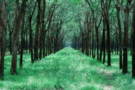 一条宁静的小路穿过郁郁葱葱的森林，两旁高大的树木林立，让您能平静地融入大自然