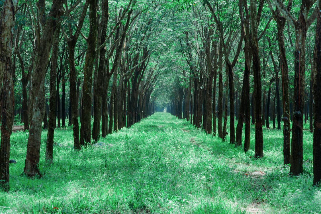 Grass Pathway in the Middle of Trees