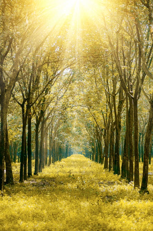 Základová fotografie zdarma na téma idylický, krajina, les