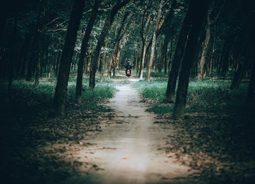 Foto De Homem Andando De Motocicleta Na Floresta