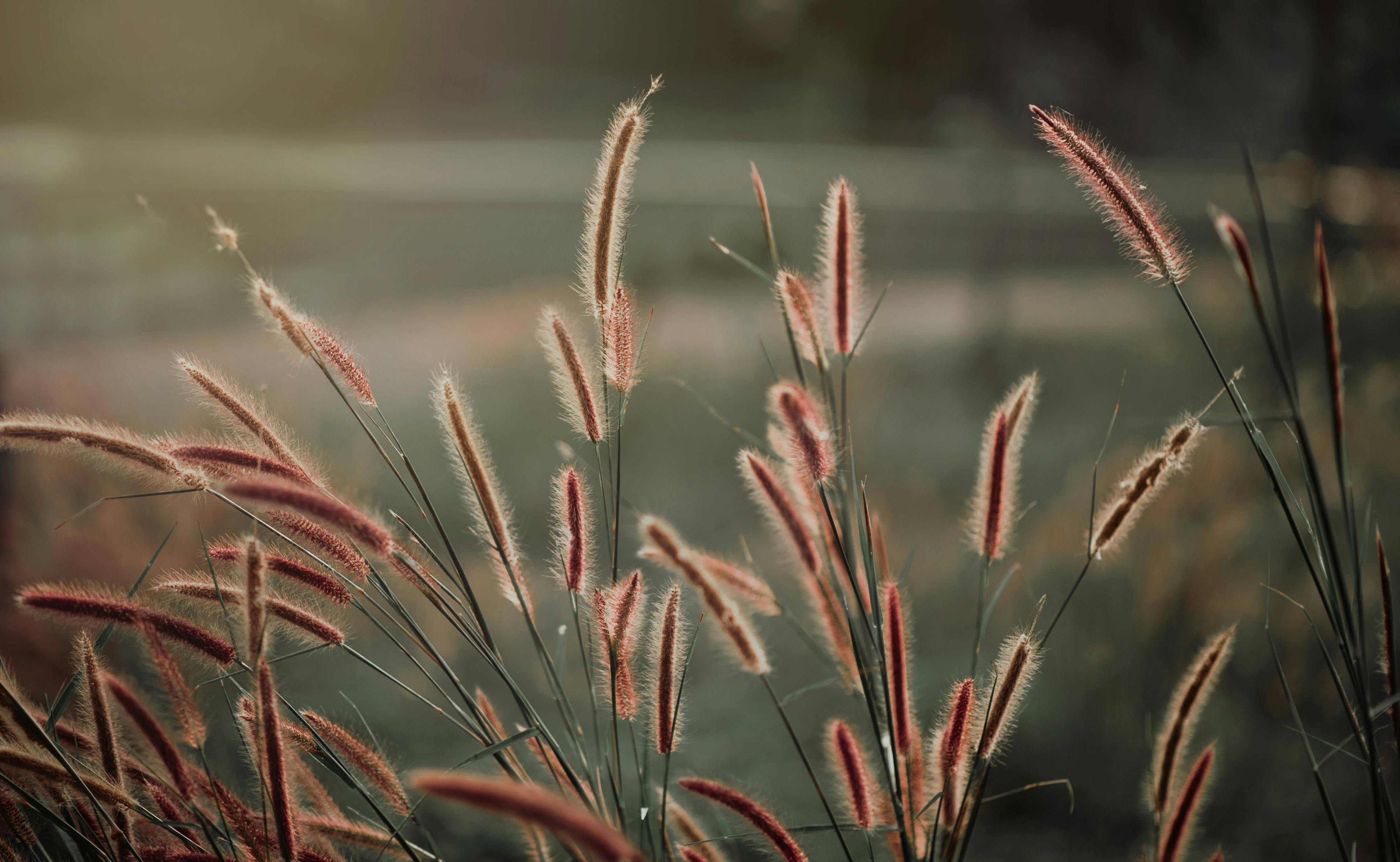 close up photography of grass