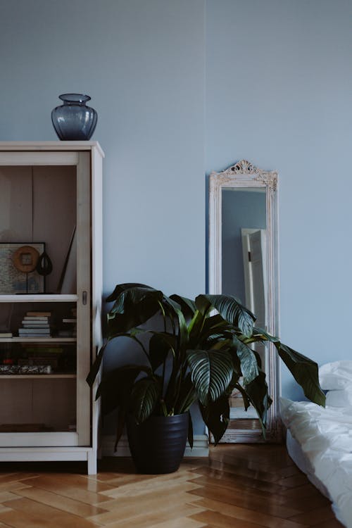 A Potted Plant Near the Cabinet and Mirror on a Wooden Floor