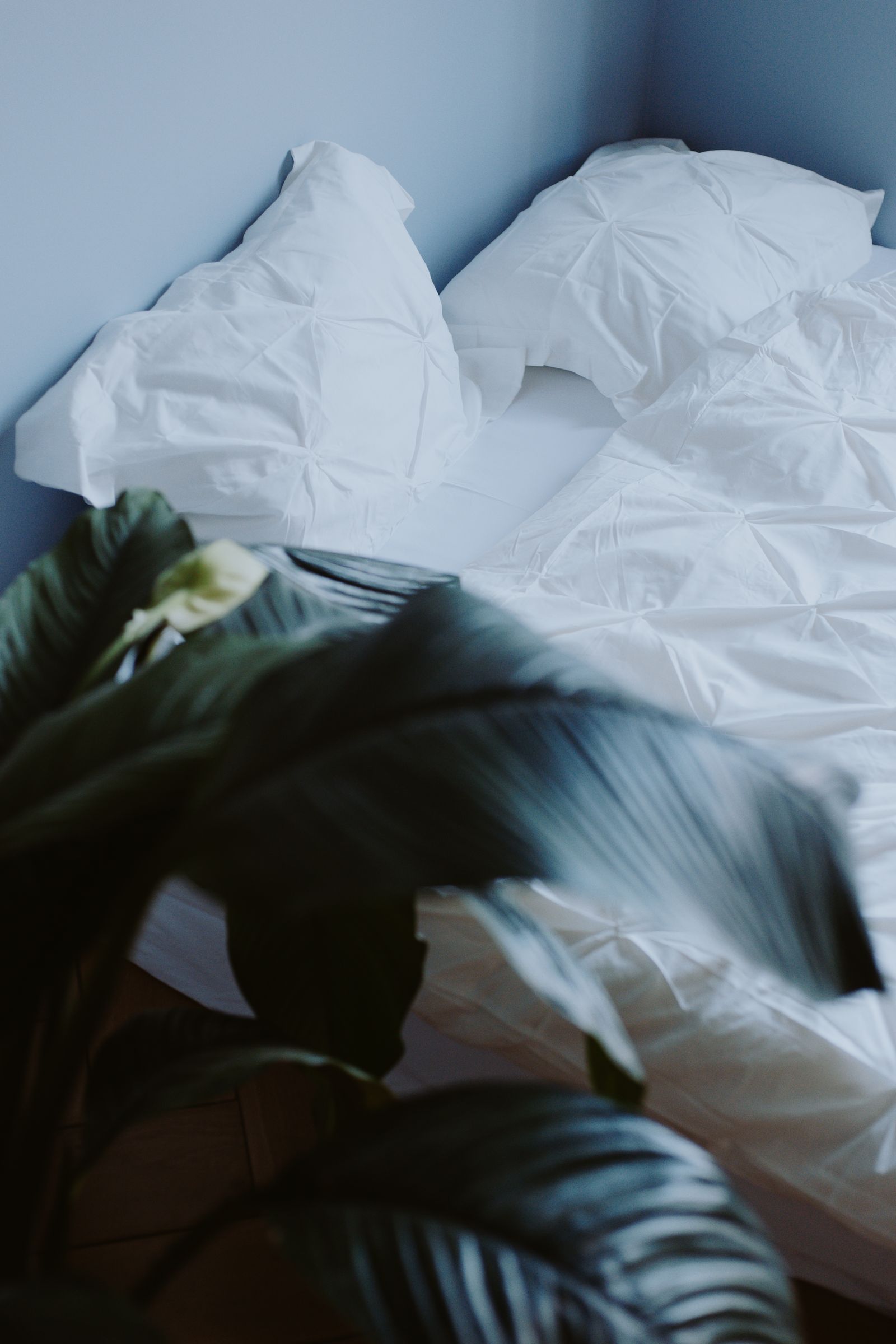 다시 들인 화분과 침대 거리 풍수 상담에서 흰 침구가 있는 침대 옆에 큰 잎 화분을 두고 잎이 침구에 닿지 않도록 거리를 확인하는 장면