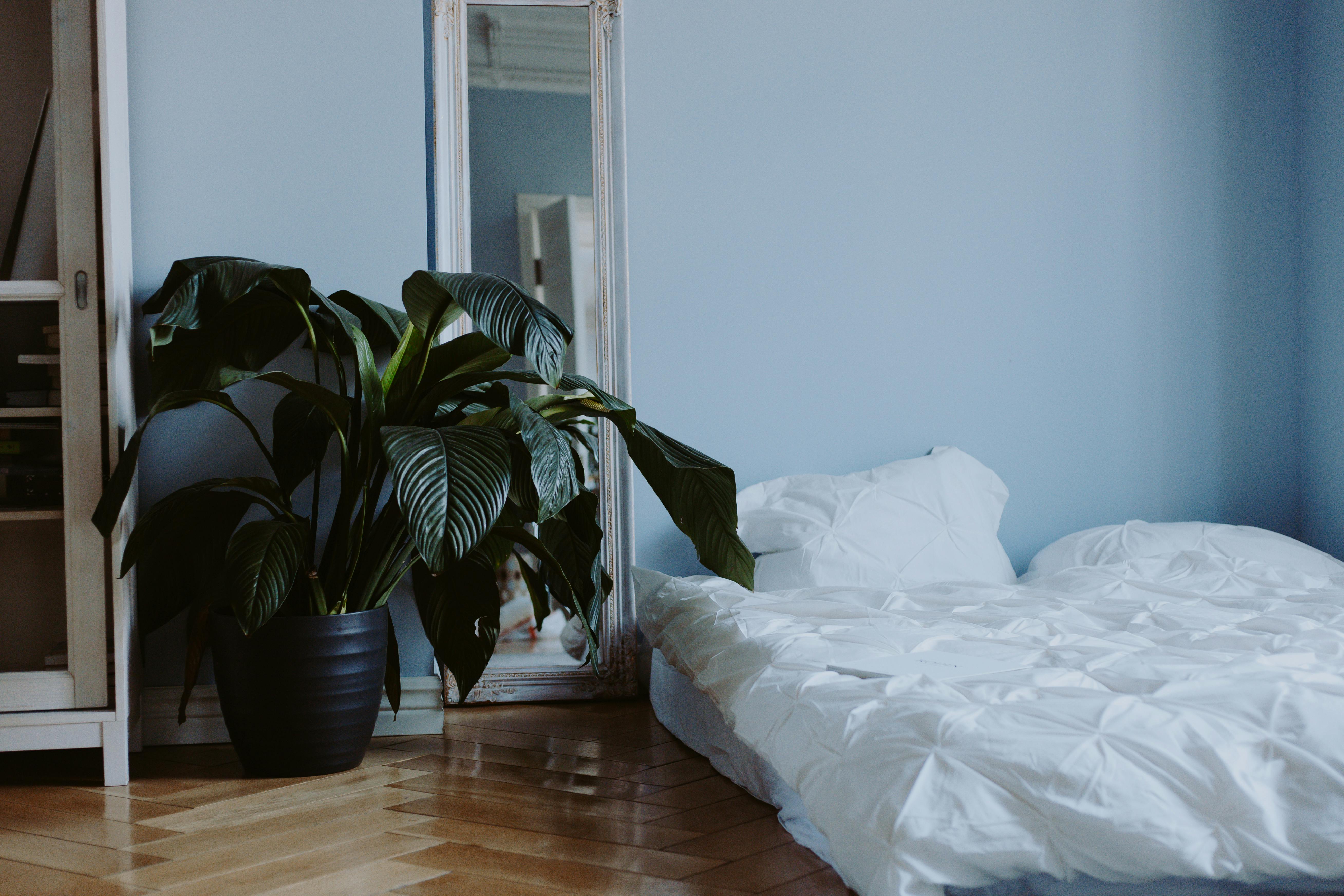 white bed linen on bed beside green potted plant