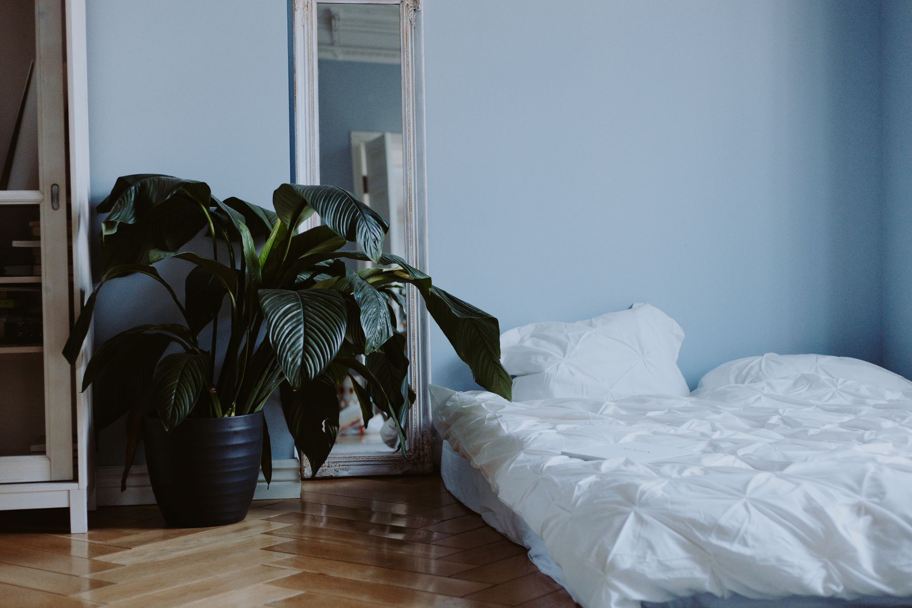 Minimal bedroom with white bedding and a large green potted plant