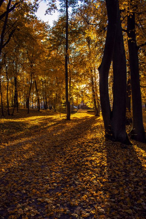 Free Sunlit forest path in autumn with a golden carpet of leaves and shadow play. Stock Photo