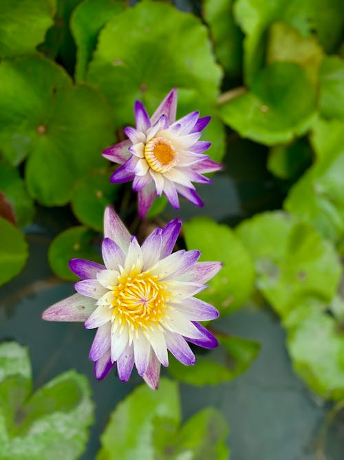 Free A Pair of Purple and White Lotus Blooming in the Pond Stock Photo