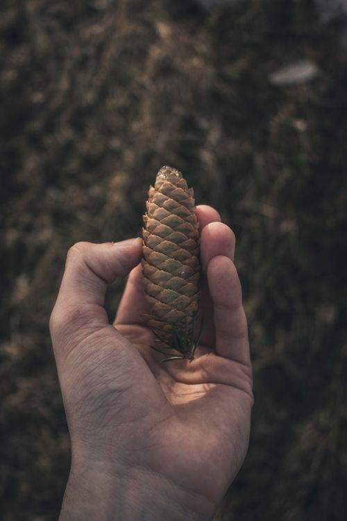 Free A close-up shot of a hand holding a pine cone, displaying natural texture and details. Stock Photo