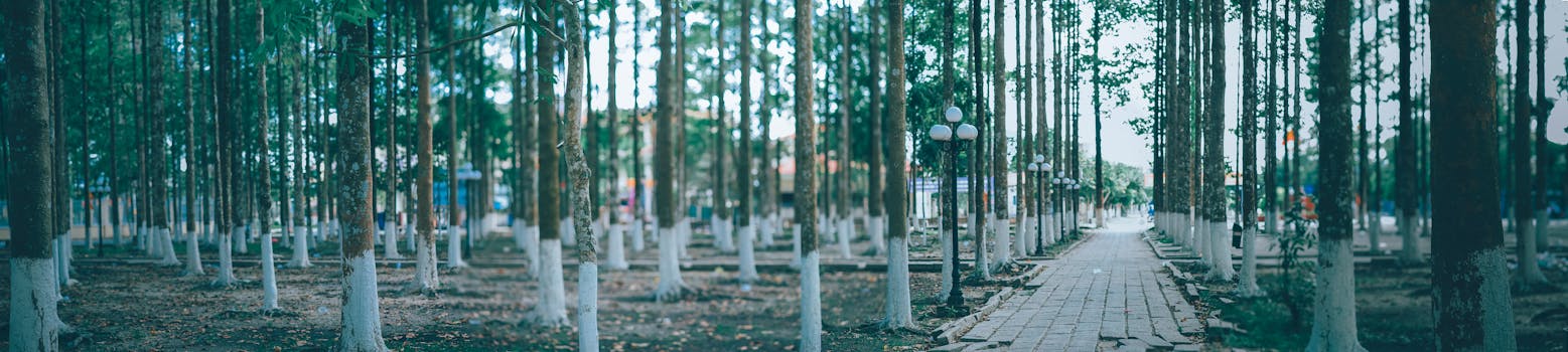 A tranquil forest pathway surrounded by vertical trees, creating a serene escape in nature.