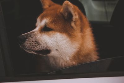 Akita – hundras