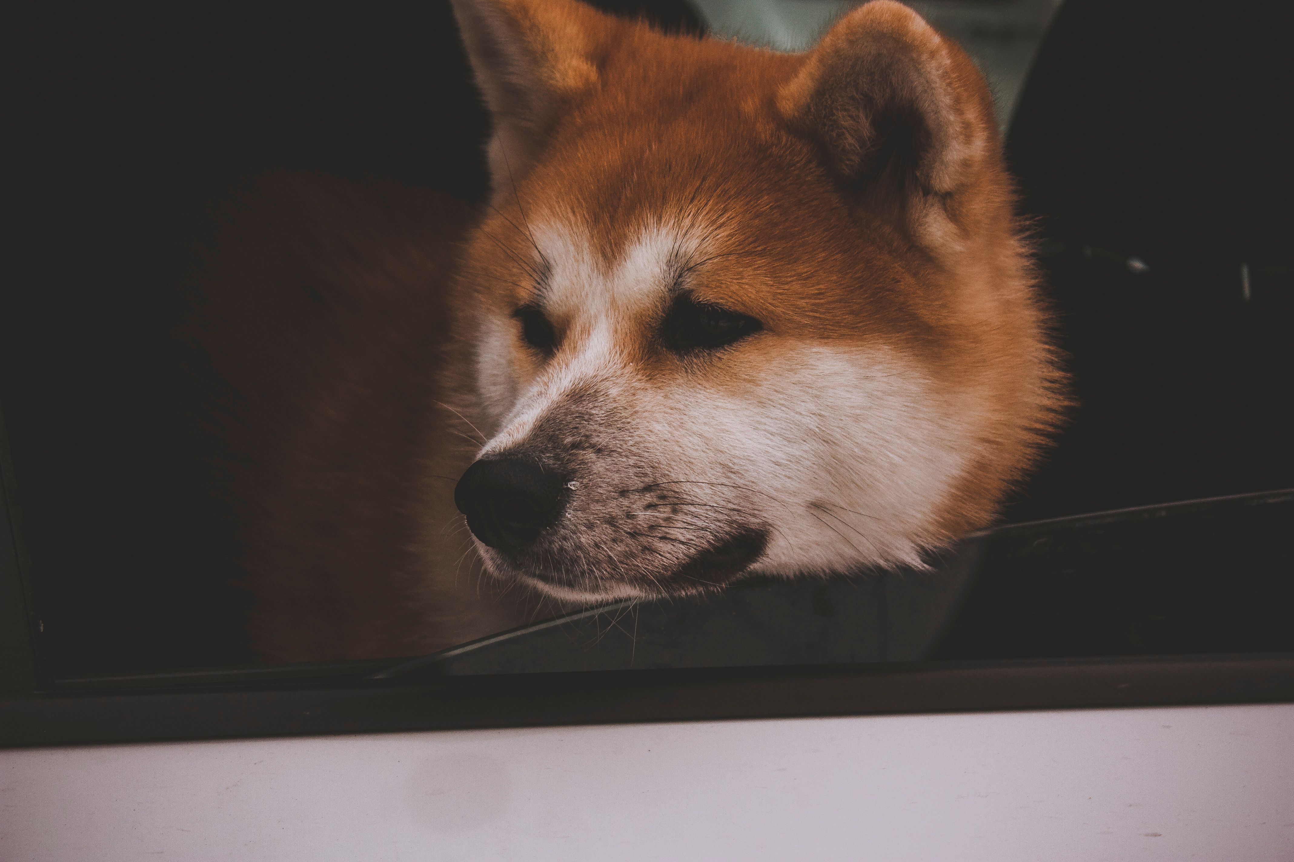 akita