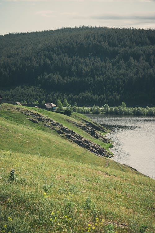 Immagine gratuita di acqua, alberi, campo