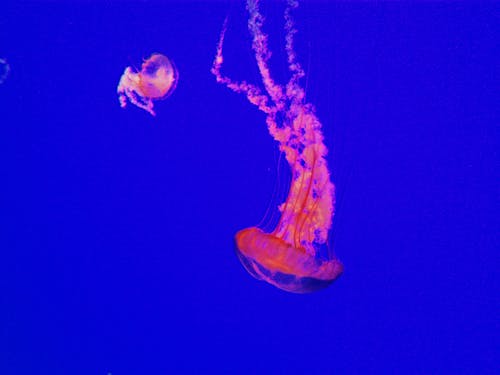 akvaryum, deniz, Deniz anası içeren Ücretsiz stok fotoğraf