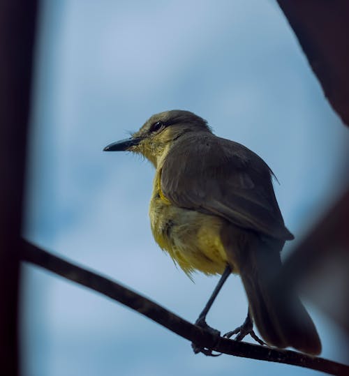 A Yellow and Gray Bird Perched on a Branch