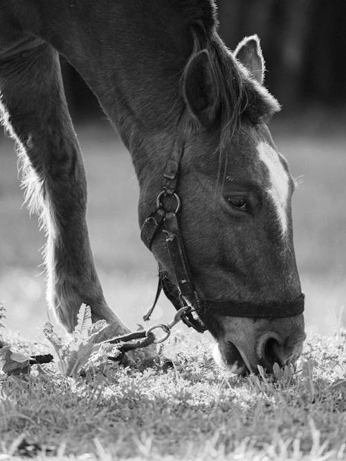 A Grayscale Photo of a Horse Eating Grass
