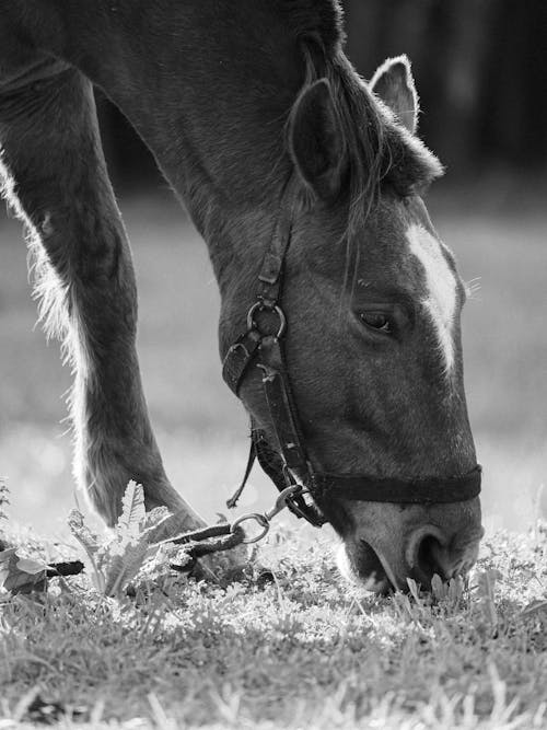 Gratis stockfoto met beest, buiten, dierenportret