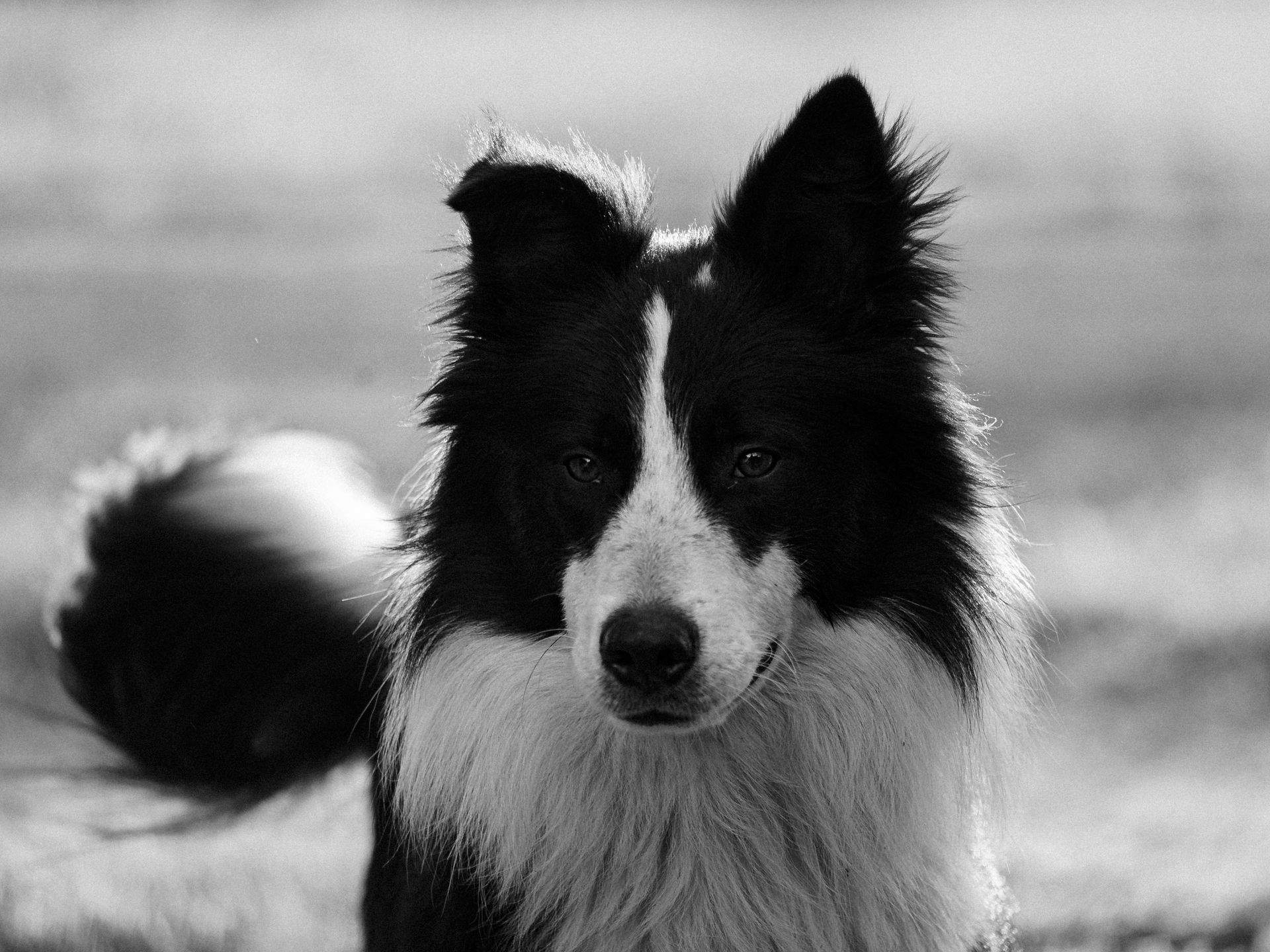 A Grayscale Photo of a Border Collie