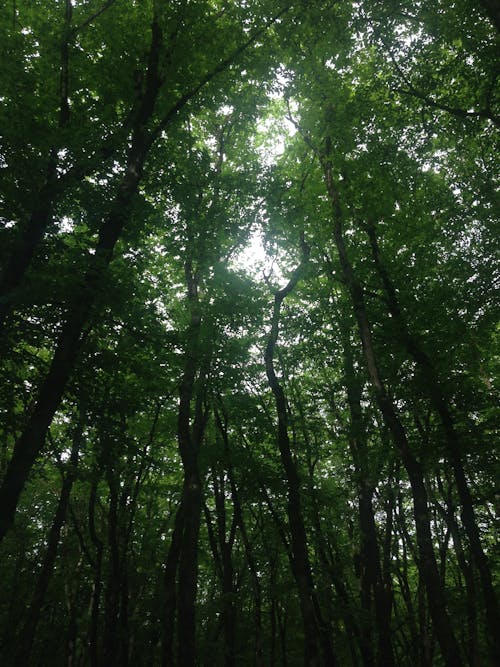 Worm's Eye View of Green Trees
