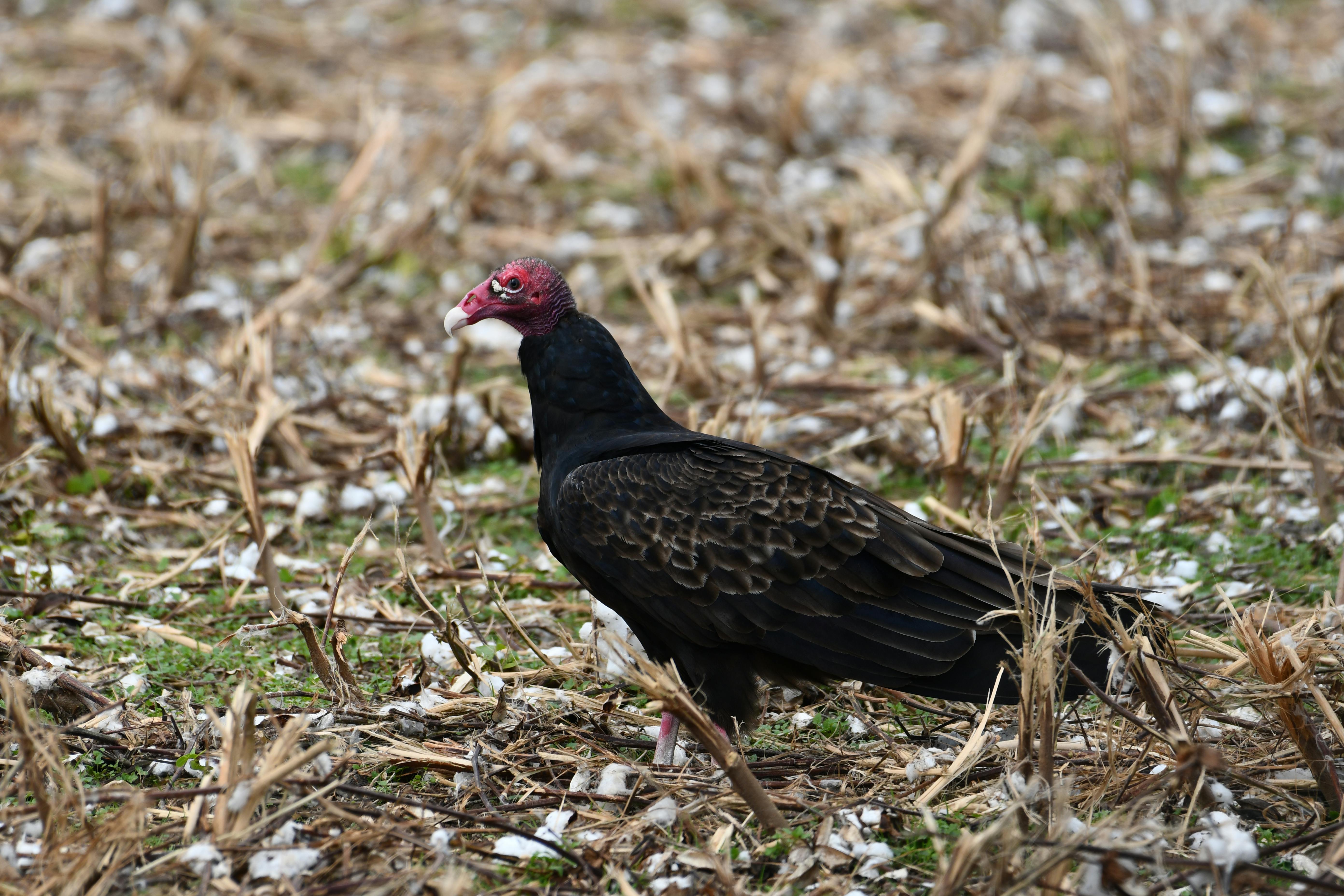 Turkey Vulture Walking on Ground · Free Stock Photo