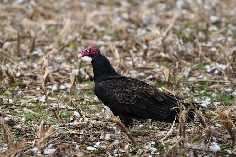 Turkey Vulture Walking On Ground