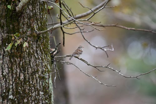 Chipping Sparrow Resting on a Twig of a Tree
