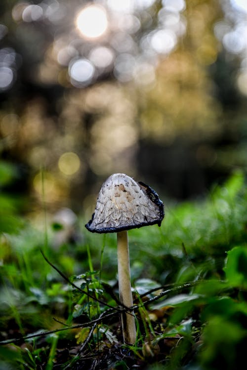 Ilmainen kuvapankkikuva tunnisteilla kasvikunta, luonnon sieniä, muste korkki