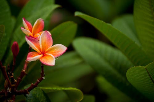 Free Close-Up Photography of Flowerrs Stock Photo