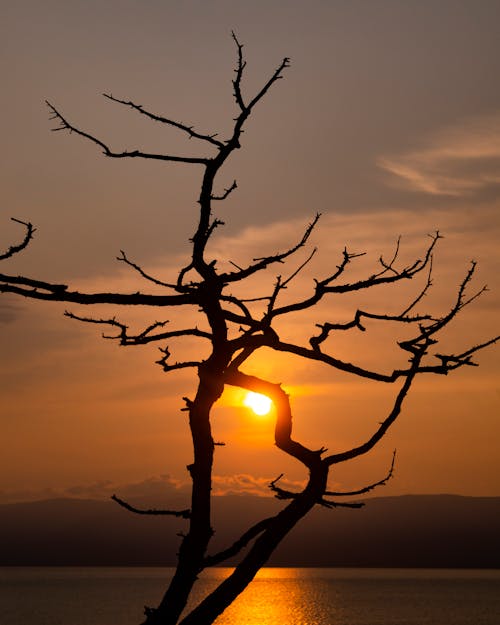 Gratis lagerfoto af bladløse, grene, gylden time