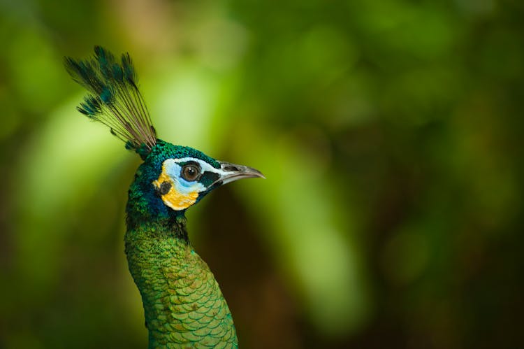 Photo Of Peafowl