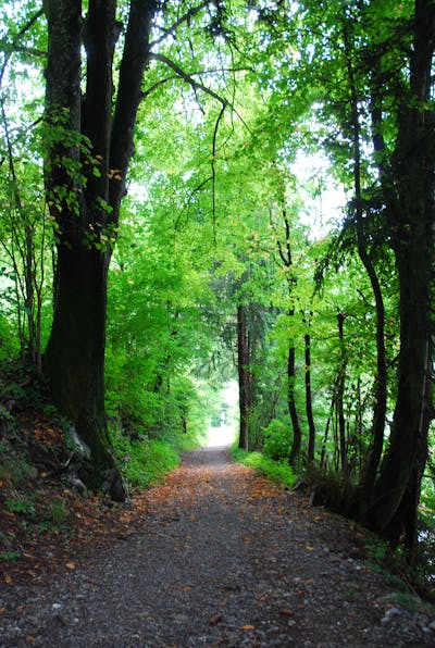 Botanic 20 mm Dekoratif Bahçe / Peyzaj Çimi