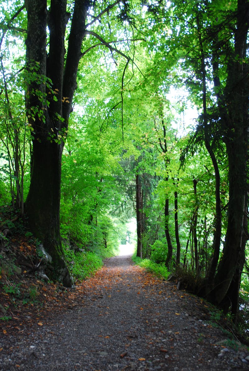 Botanic 20 mm Dekoratif Bahçe / Peyzaj Çimi