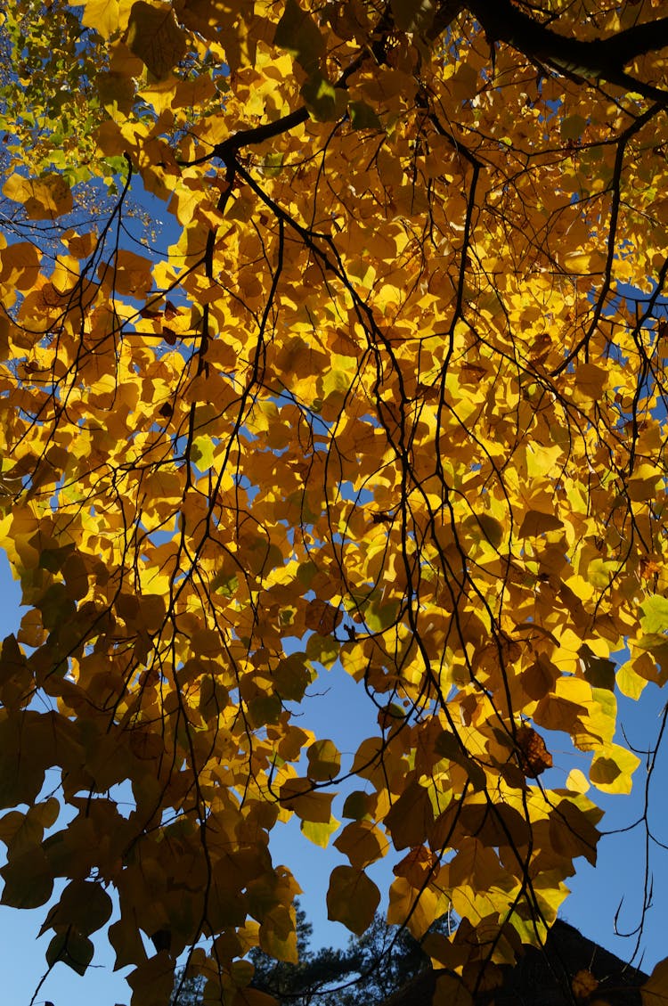 Yellow Tree Branches In Autumn