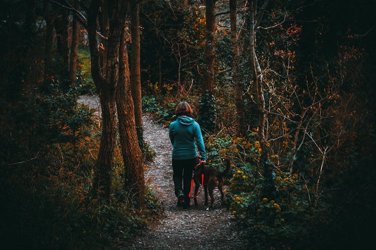 Woman Beside Dog Walking In The Forest Under Tall Trees At Daytime