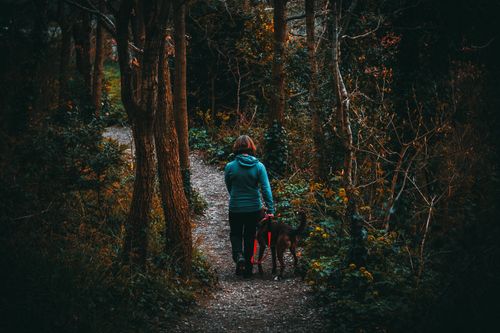 Free A woman walks her dog along a scenic forest pathway during fall, surrounded by vibrant foliage. Stock Photo