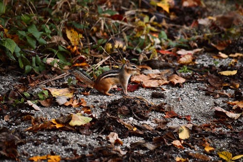 Fotobanka s bezplatnými fotkami na tému Kanada, ontario, príroda