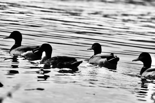 Fotos de stock gratuitas de aves, blanco y negro, estanque